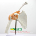 JOINT07 (12354) Medical Anatomy Hospital Use Professional Medical Anatomical Shoulder Models